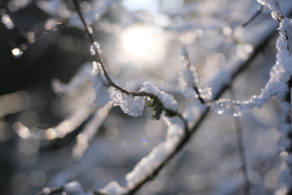 Delicate snow-covered tree branches in soft macro focus with shimmering sunlight winter background Wallpaper
