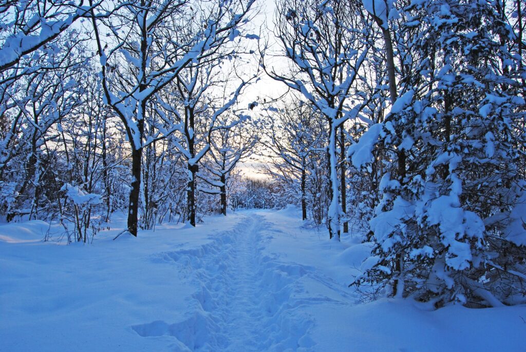 Serene snowy forest path in Sweden Nordic winter landscape with crisp blue snow and bare trees Wallpaper
