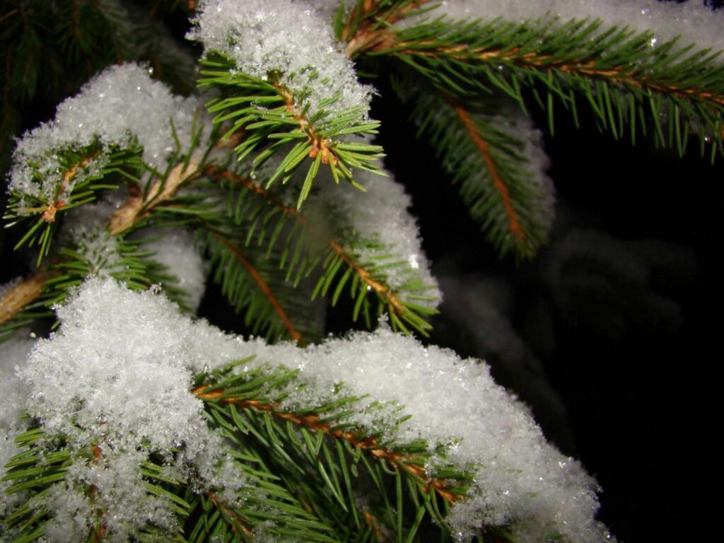 Close-up of fresh snow on green fur-tree branches creating a serene winter night wallpaper