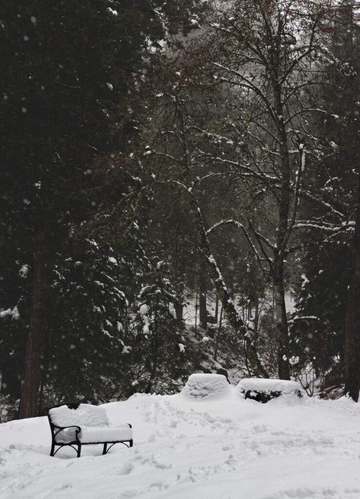Serene winter park scene with snow-covered trees bench fresh snow gentle snowfall wallpaper