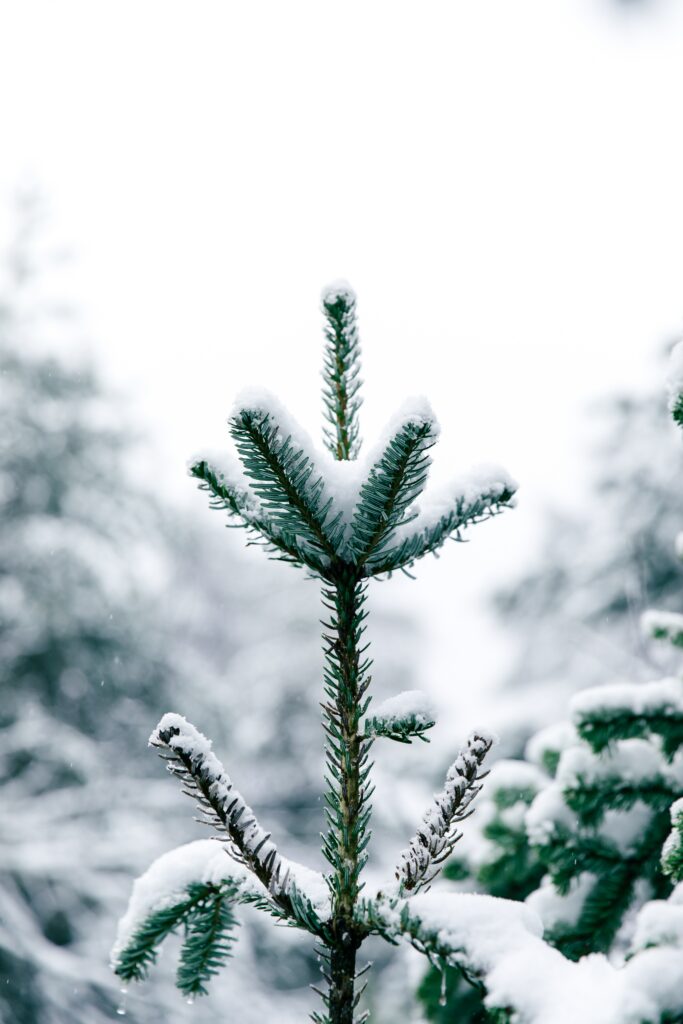 Young pine tree with fresh snow in a peaceful frosty winter forest background wallpaper