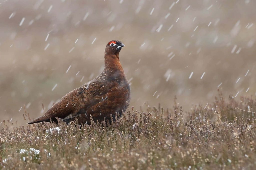Red Grouse on snowy heather moorland winter wildlife nature wallpaper background