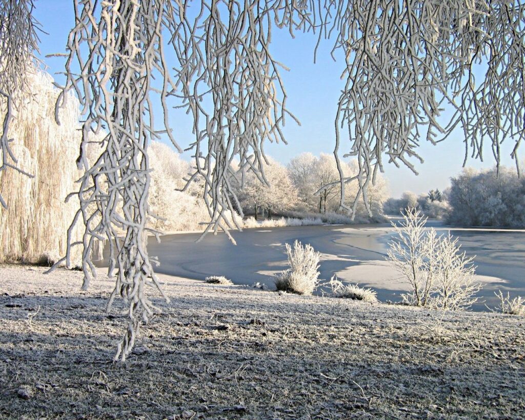 Serene winter riverside with hoarfrost and snow-covered willow branches under blue sky Wallpaper