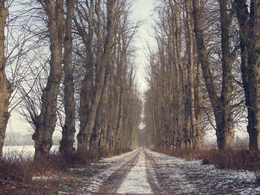 Winter road lined with tall bare trees and light snow creating a serene peaceful landscape wallpaper