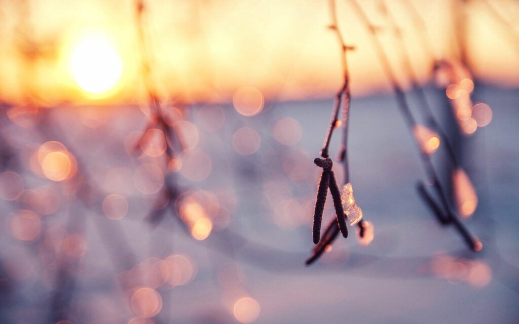 Serene Winter Scene: Icy Branches & Golden Snow Wallpaper Background