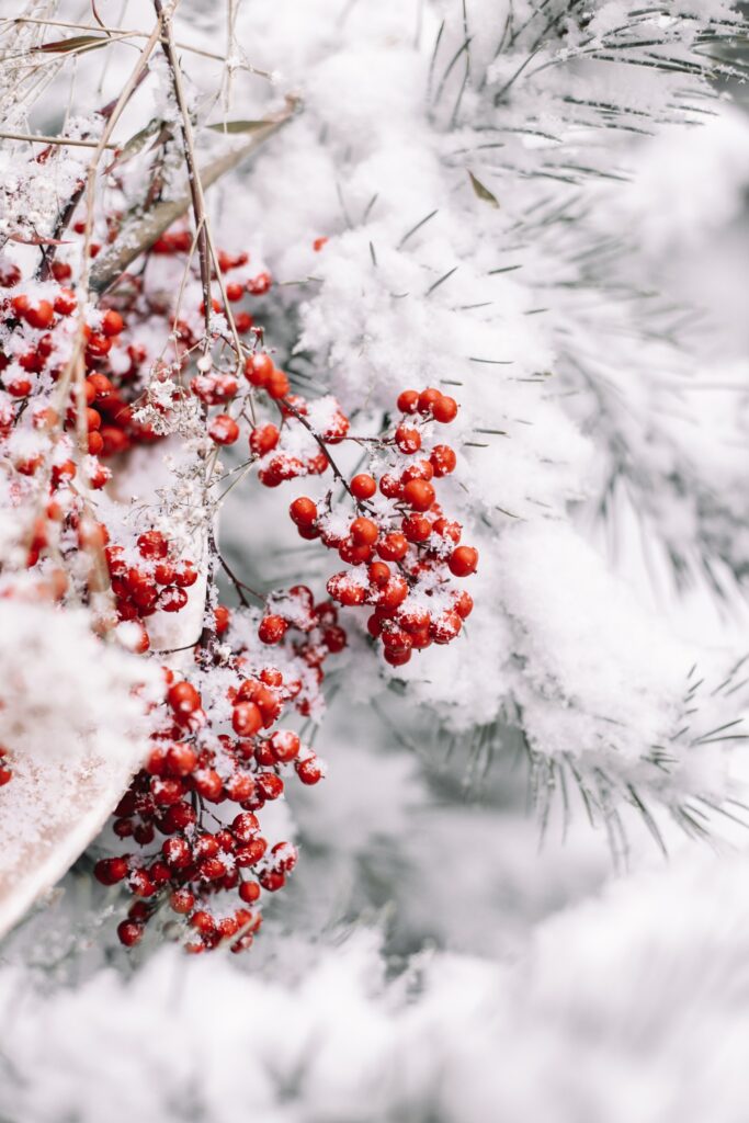 Winter Wonder: Red Berries on Snowy Branches - Nature Wallpaper