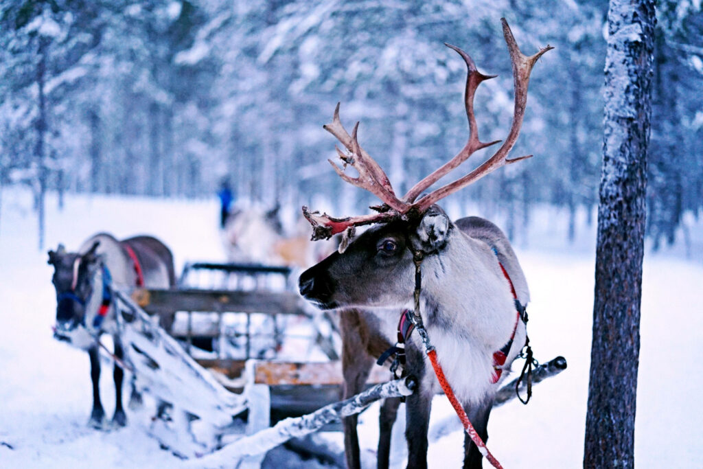 Serene Winter Wallpaper: Reindeer & Wooden Sledge in Snowy Forest