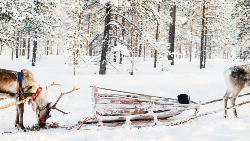 Serene Winter Scene: Reindeers & Sled in Snowy Forest Wallpaper