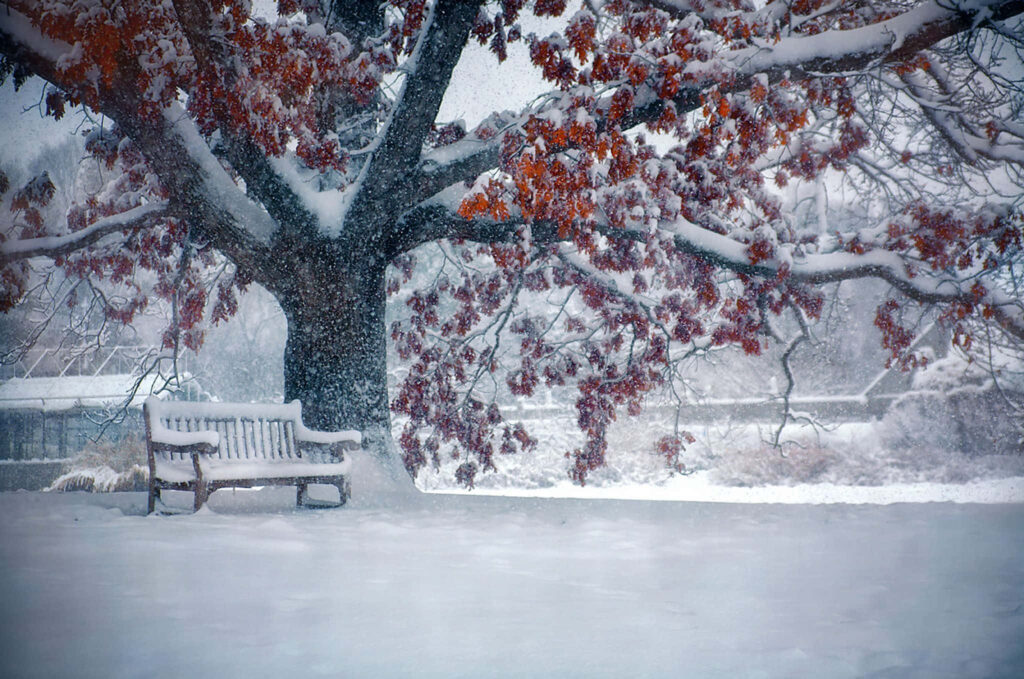 Serene Winter Scene: Snow-Covered Bench & Colorful Tree Wallpaper