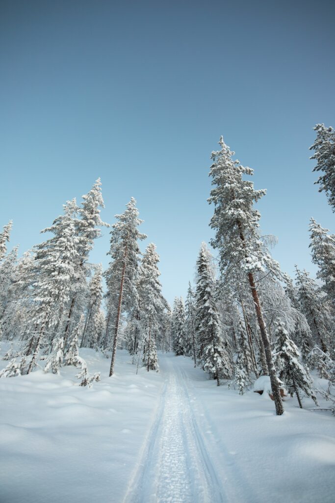 Snow-covered path winding through frosted trees under clear blue sky winter forest wallpaper background