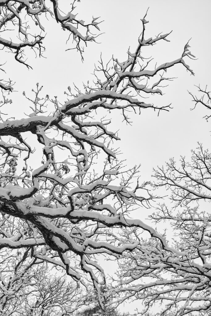 Winter landscape wallpaper with snow-covered tree branches and serene pale sky background