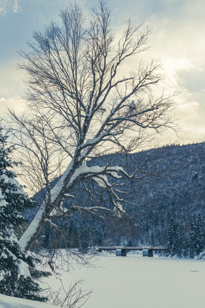 Snow-covered tree beside wooden bench in peaceful winter landscape with pine hills background Wallpaper