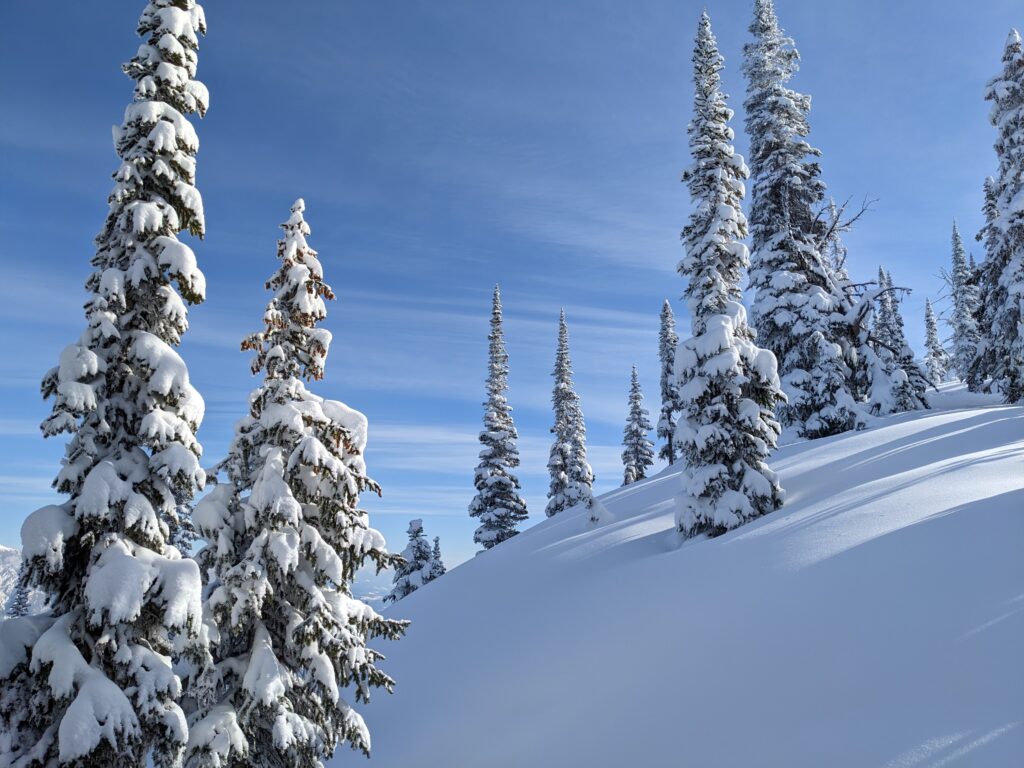 Snowy spruces on gentle slope under clear blue sky serene winter landscape wallpaper background