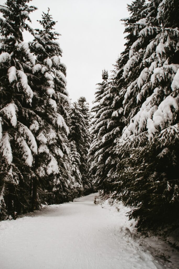 Snow-covered spruce trees along a peaceful winter forest path under a cloudy sky wallpaper background