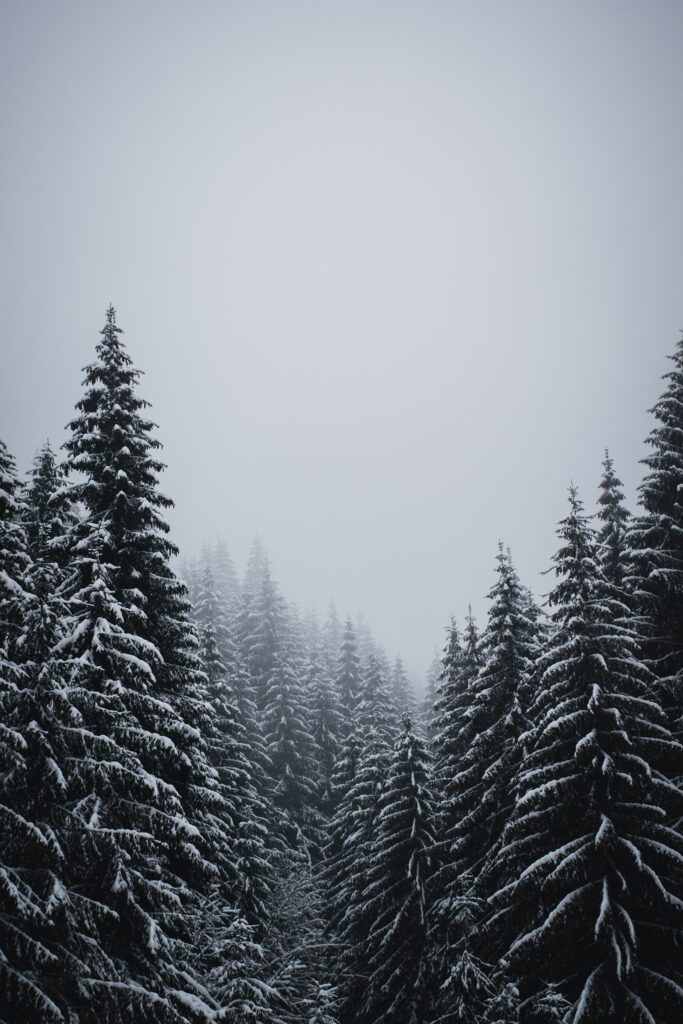 Serene snowy forest with tall spruce trees under misty overcast sky winter wallpaper background