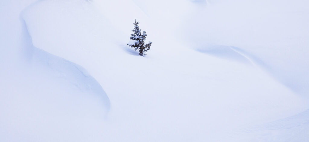Solitary spruce tree in pristine snow creating serene minimalist winter landscape wallpaper background