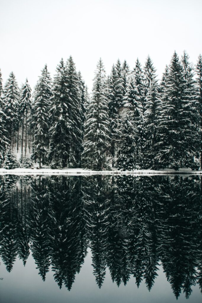 Serene winter wallpaper with snow-dusted spruce trees reflected on a calm forest lake.