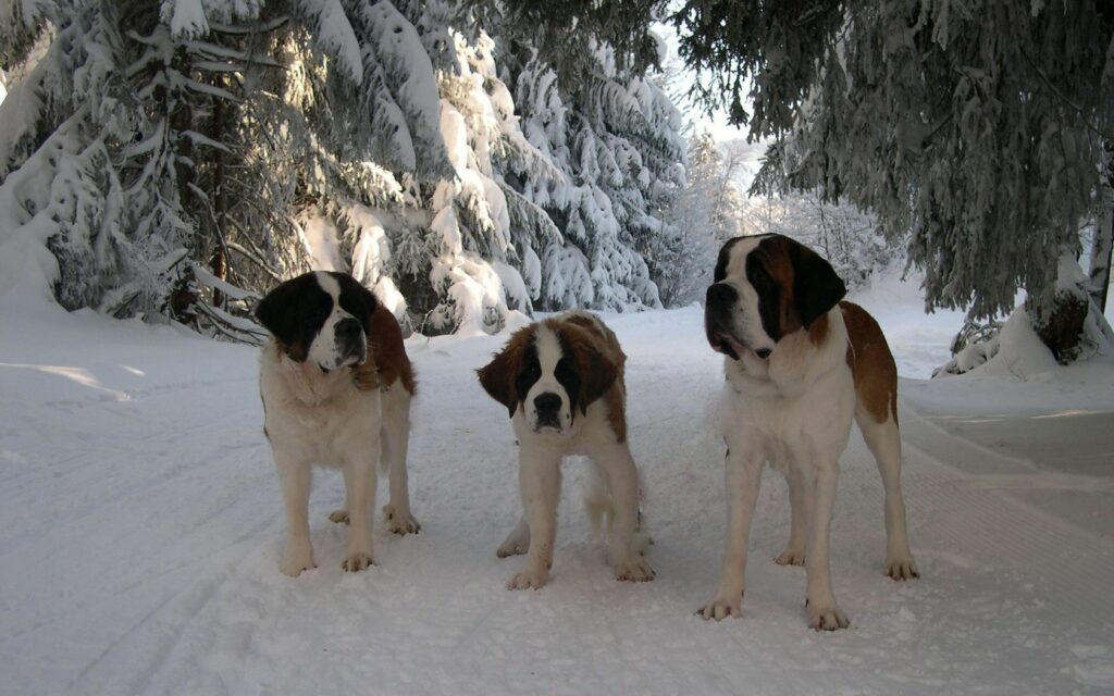 Serene Winter Wallpaper: St. Bernards Enjoying a Snowy Walk