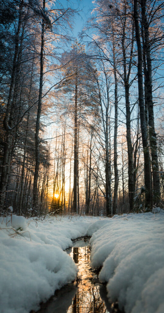 Serene winter wallpaper narrow stream in snowy forest golden sun through leafless trees blue sky