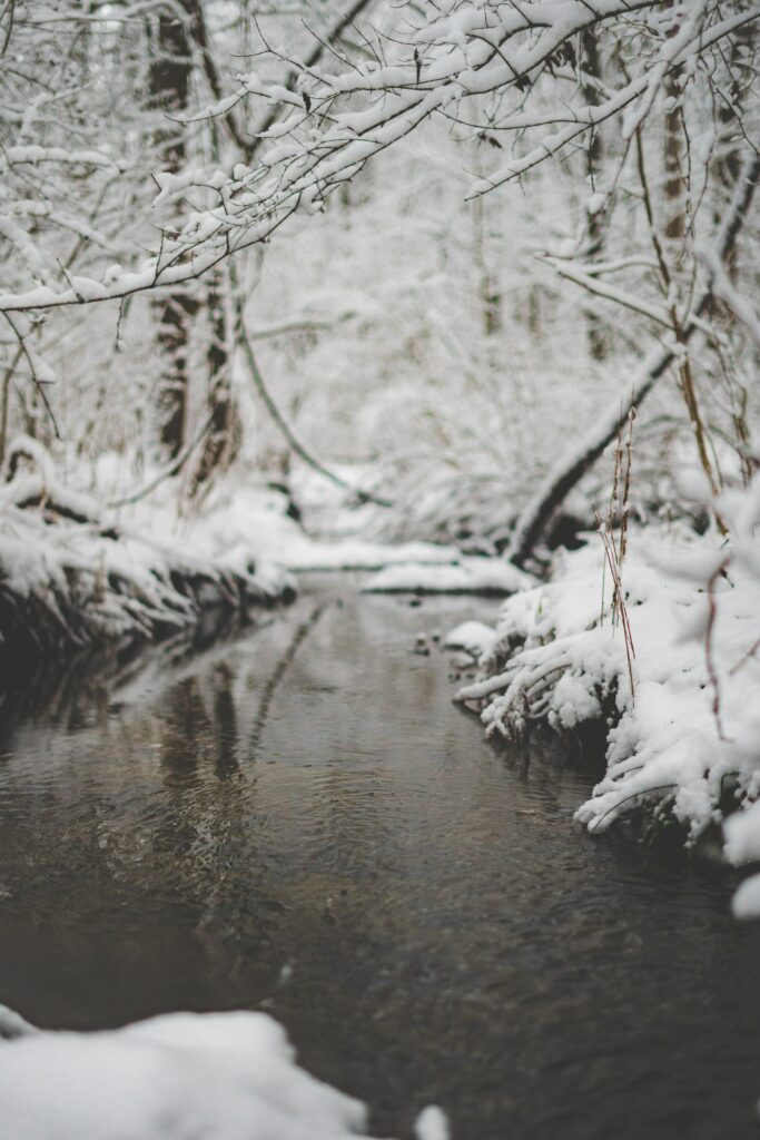 Tranquil winter stream winding through snow-covered forest with arching branches reflecting calm water Wallpaper