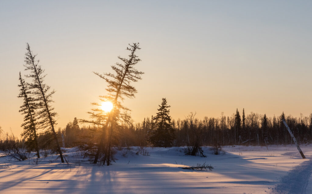 Serene winter sunset with golden light through leaning trees over snow-covered ground wallpaper