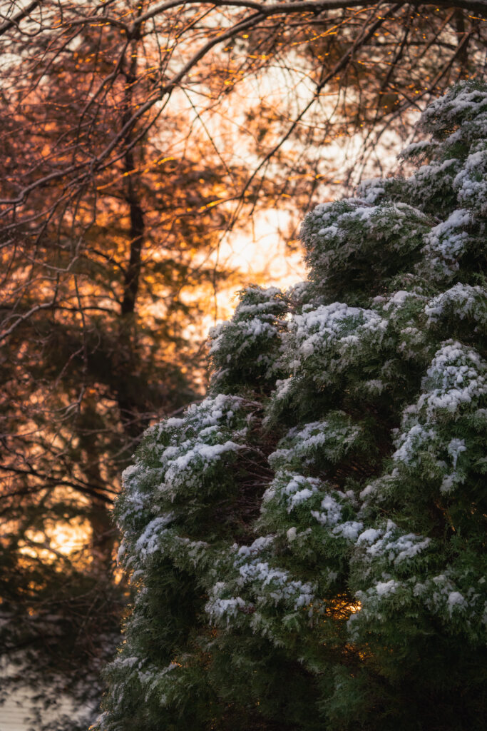 Snow-dusted bush at sunset with golden light filtering through bare winter tree branches wallpaper