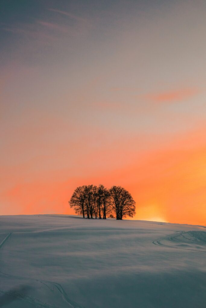 Serene winter field with bare trees silhouetted at vibrant orange pink sunset wallpaper background