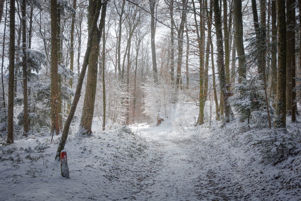 Serene winter trail through snow-dusted forest trees with soft light creating peaceful atmosphere Wallpaper