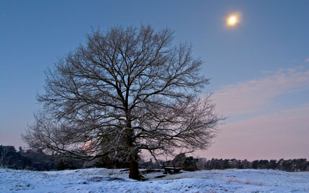 Leafless tree in frosty field at sunset with wooden bench and gentle snowfall winter landscape Wallpaper