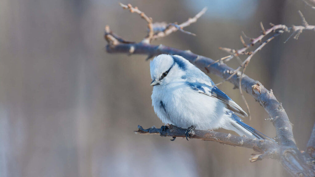 Serene Winter Wallpaper: Blue Jay on Bare Branches