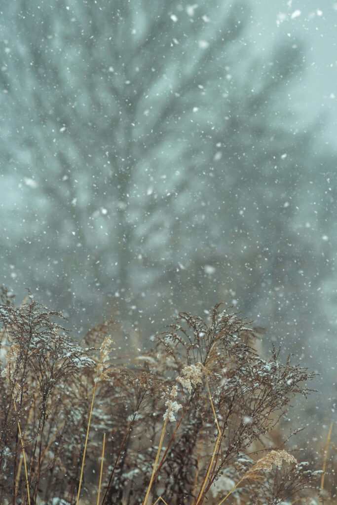 Serene Winter Snowfall Over Dried Plants - Tranquil Wallpaper