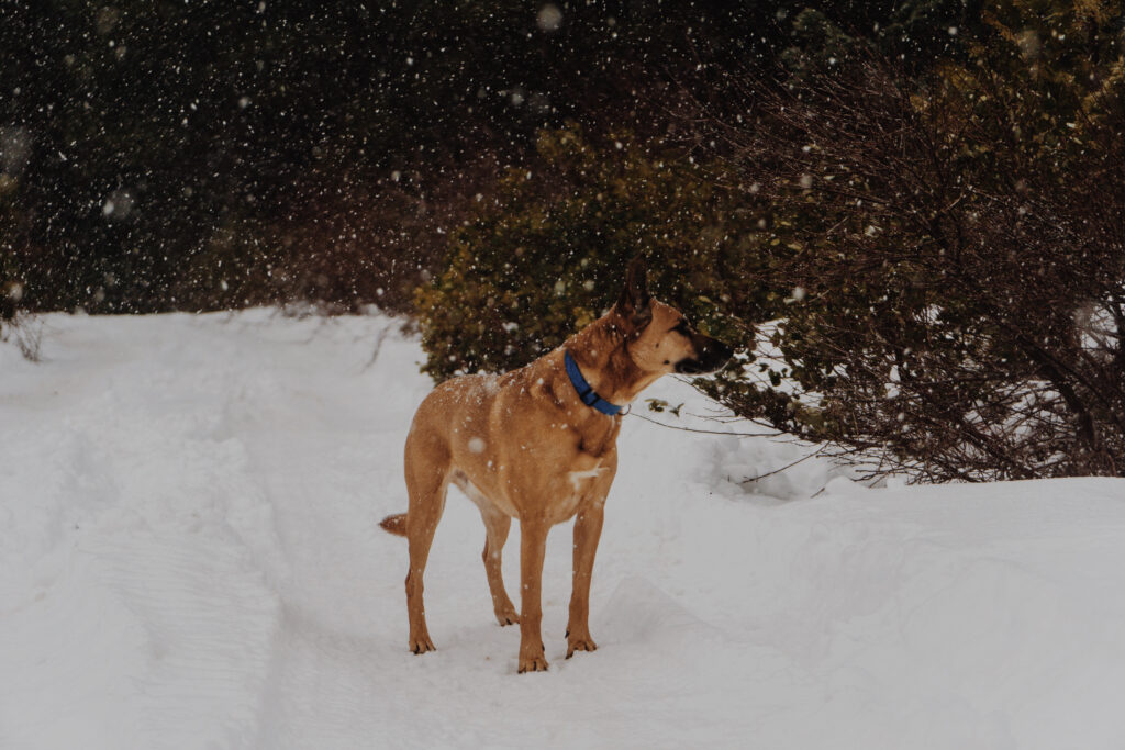 Winter Wonderland: A Dog in Snowy Serenity Amidst Lush Greens Wallpaper