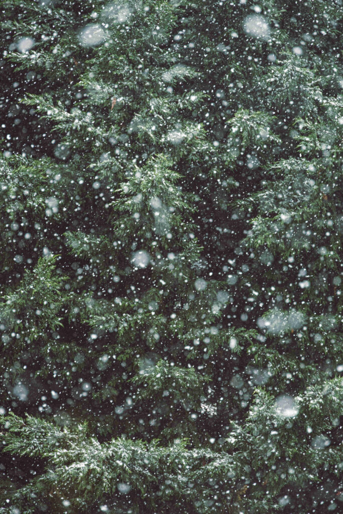 Serene Winter Landscape: Evergreen Trees & Snowfall Wallpaper