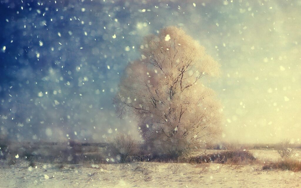 Serene winter wallpaper lone frost-covered tree snowy field soft-focus snowfall blue white tones