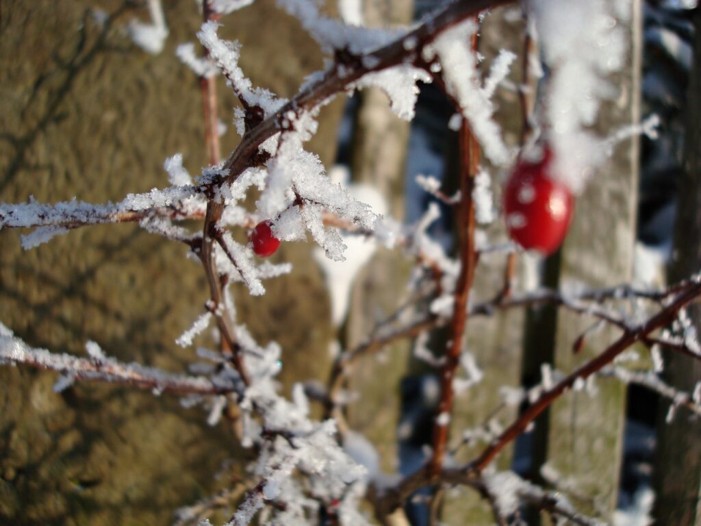 Frosted Branches and Red Rose Hips: Serene Winter Wallpaper
