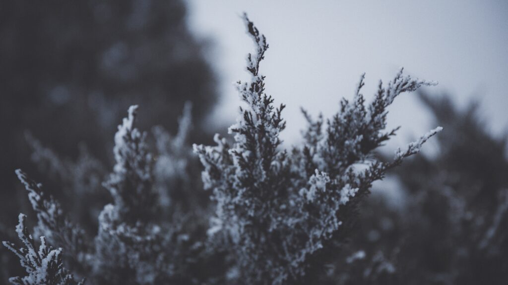 Serene Winter Wallpaper: Frosted Branches & Snowy Background