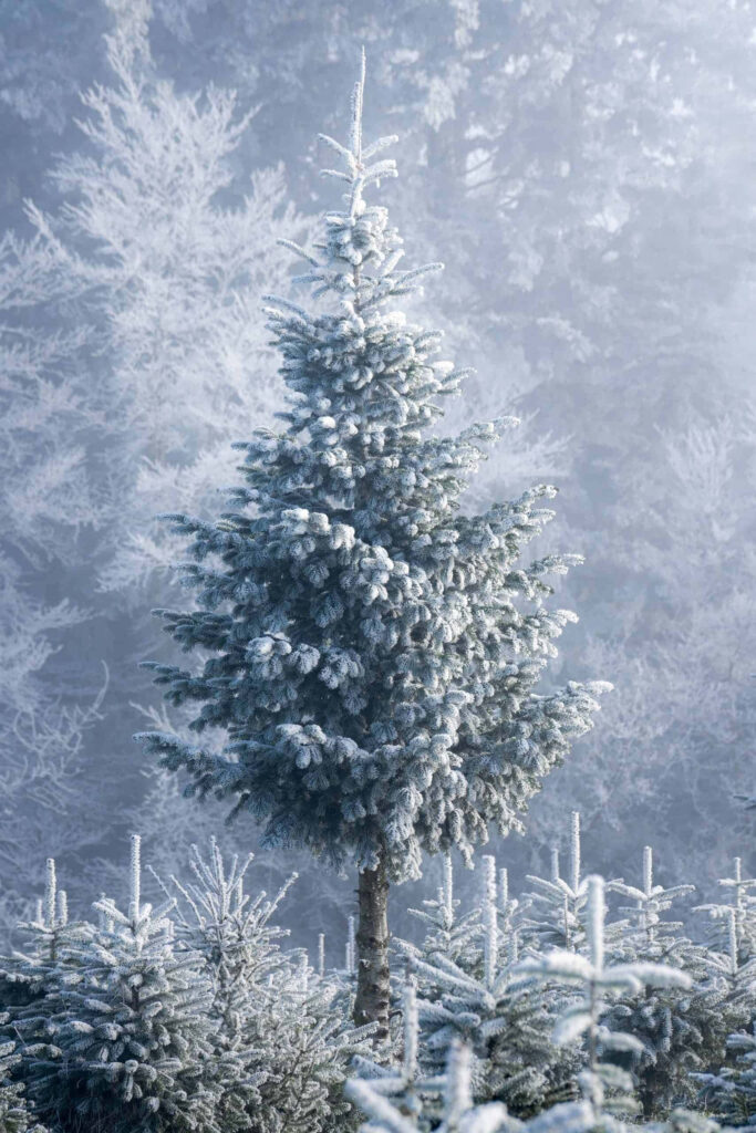 Serene Winter Wallpaper: Frosted Christmas Tree & Snowy Landscape