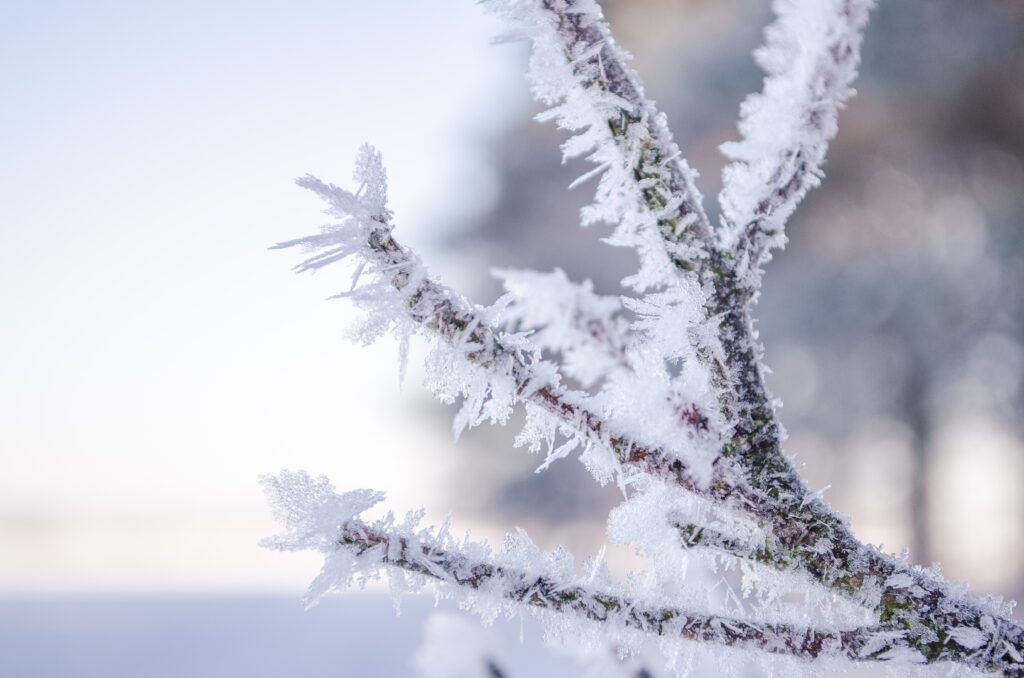 Delicate Hoarfrost Tree Branch - Serene Winter Wallpaper Background