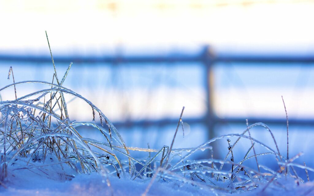 Serene Winter Wallpaper: Frozen Grass with Sparkling Ice & Snow