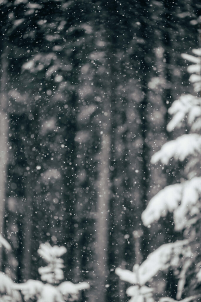 Tranquil Winter Wallpaper: Gentle Snowfall & Serene Tree Background