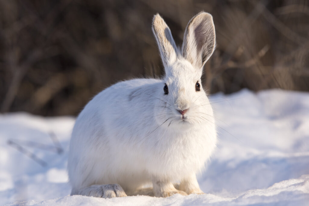 Serene White Rabbit on Snowy Background - Winter Beauty Wallpaper