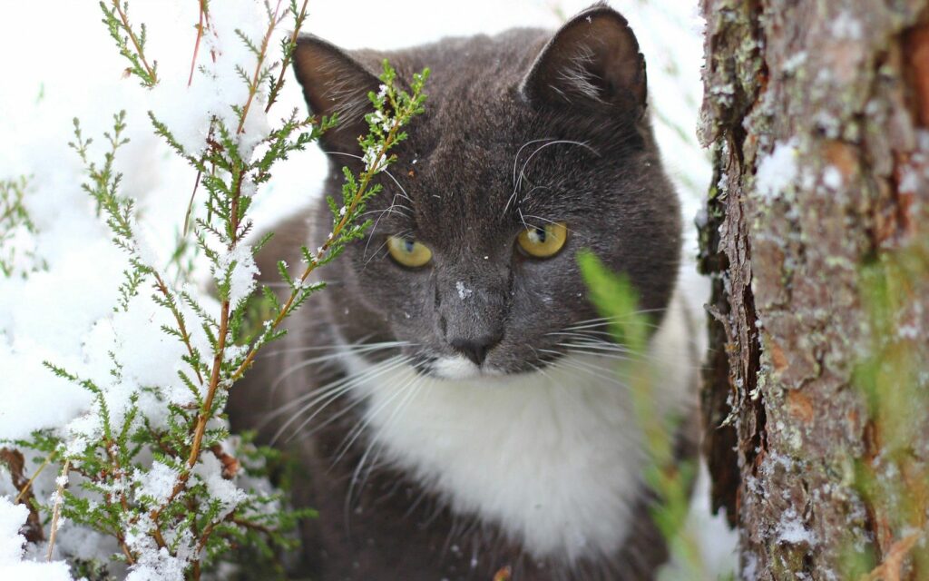 Serene Winter Wallpaper: Gray Cat by Tree Trunk in Snowy Scene