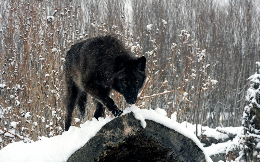 Tranquil Winter Wallpaper: Lone Wolf on Snowy Log with Frosty Branches