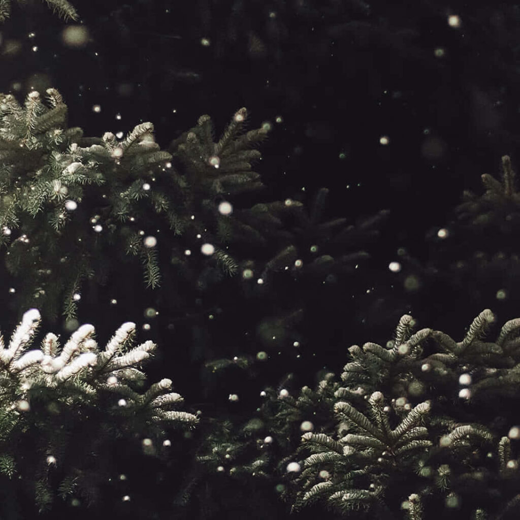 Serene Winter Wallpaper: Lush Pines & Snowfall Christmas Background