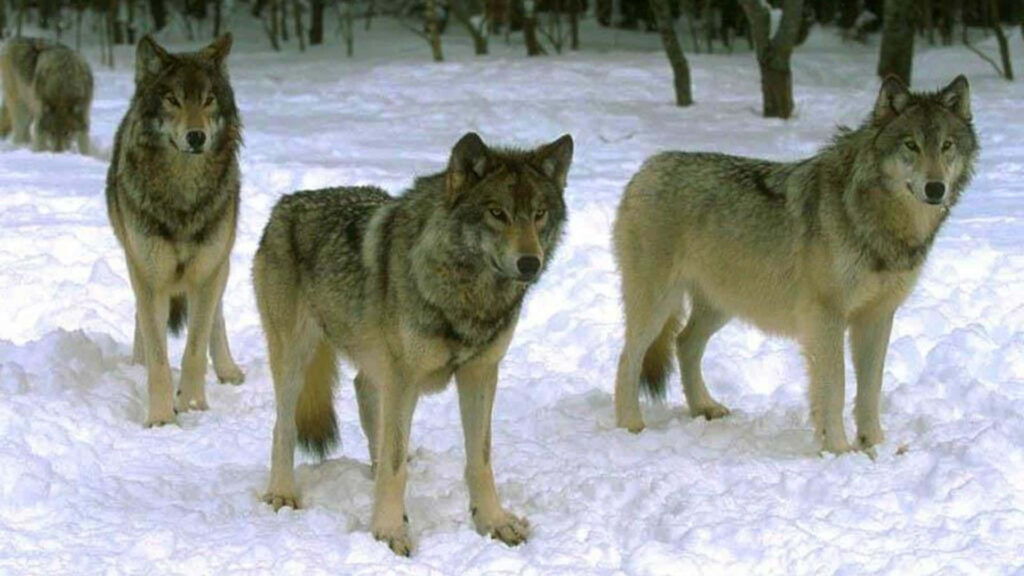 Majestic Wolves in Serene Winter Landscape Wallpaper