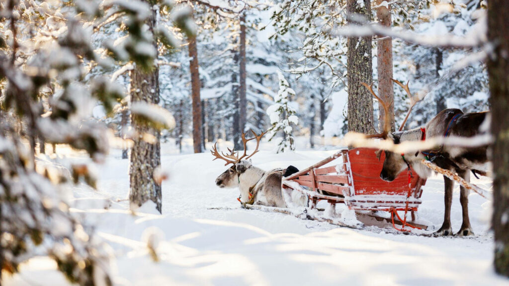 Serene Winter Scene: Reindeers with Red Sled in Snowy Forest Wallpaper