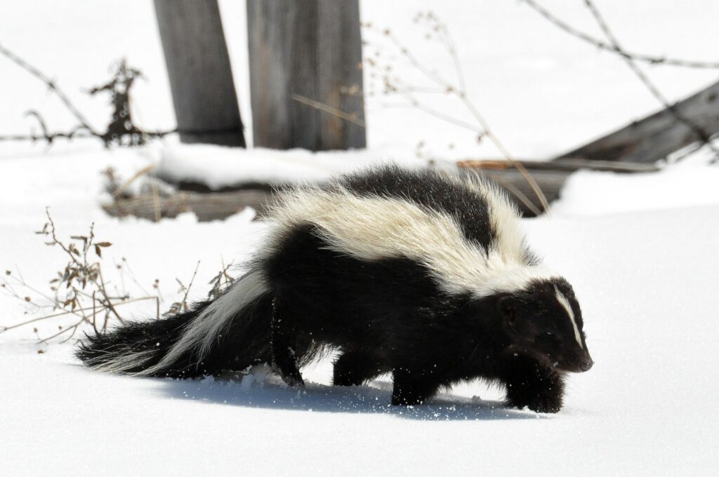Serene Skunk Walking on Snowy Trail - Winter Scene Wallpaper