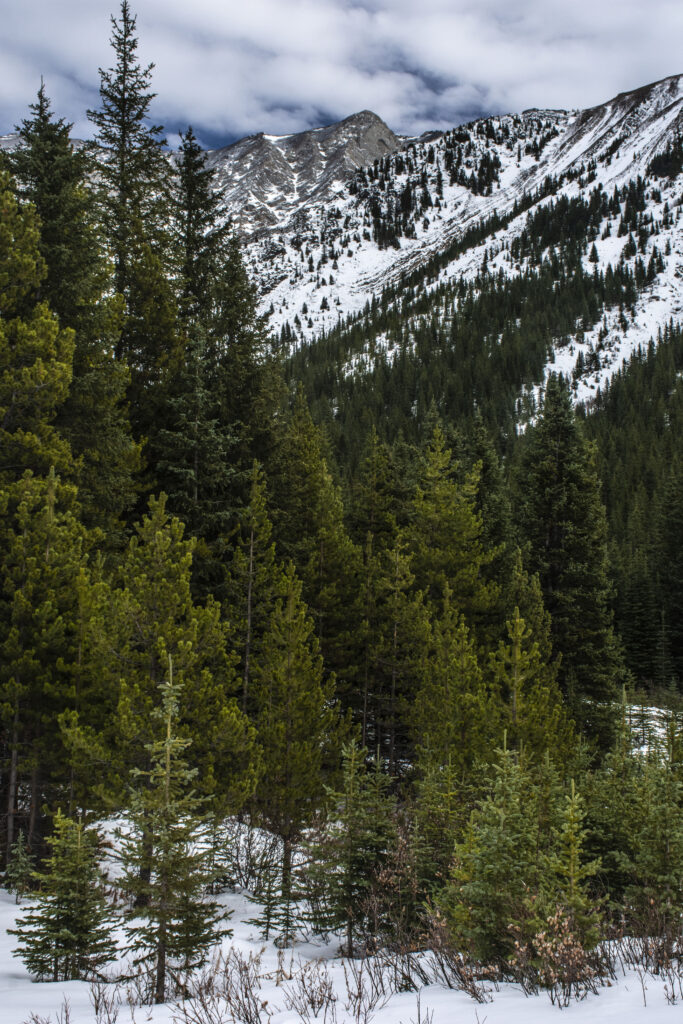 Snowy mountain peaks above evergreen forest winter wallpaper background with cloudy sky