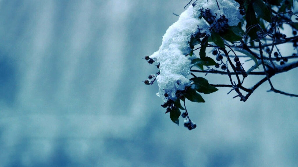 Serene Winter Wallpaper: Snowy Branches on Blurred Blue Background