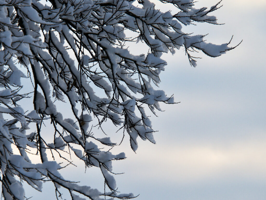 Tranquil Winter Wallpaper: Snow-Covered Branches & Overcast Sky